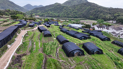 大堰靈芝：撬動產業新藍海 繪就共富新圖景