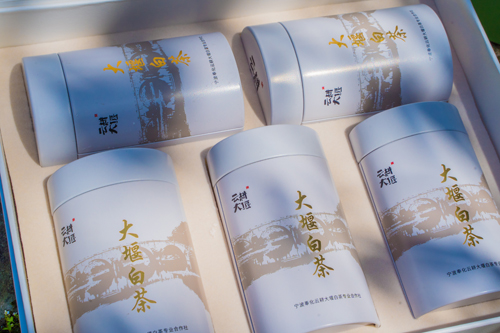 大堰鎮：茶香滿園又一春